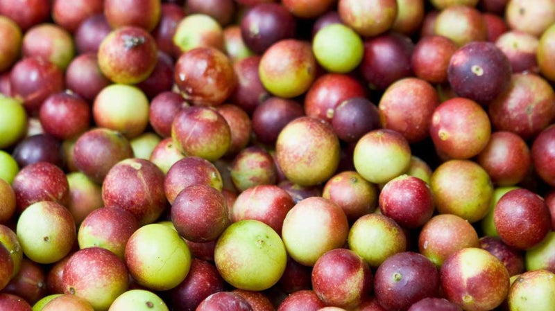 Vitamin Camu Camu